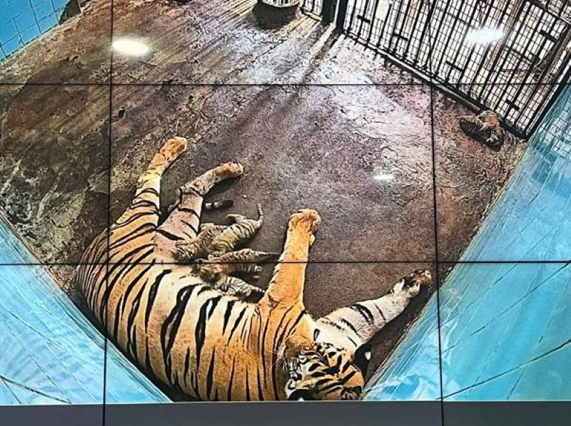 Six Bengal Tiger cubs born to ‘Aditi’ at Delhi zoo