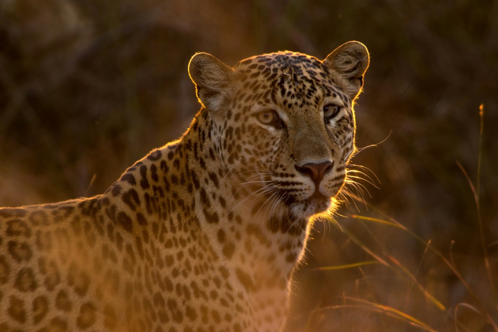 Viral video: Cow chases away leopard to save calf in Rajasthan; WATCH