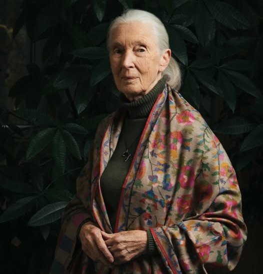 Jane Goodall, primatologist and environmental advocate, dies at 91