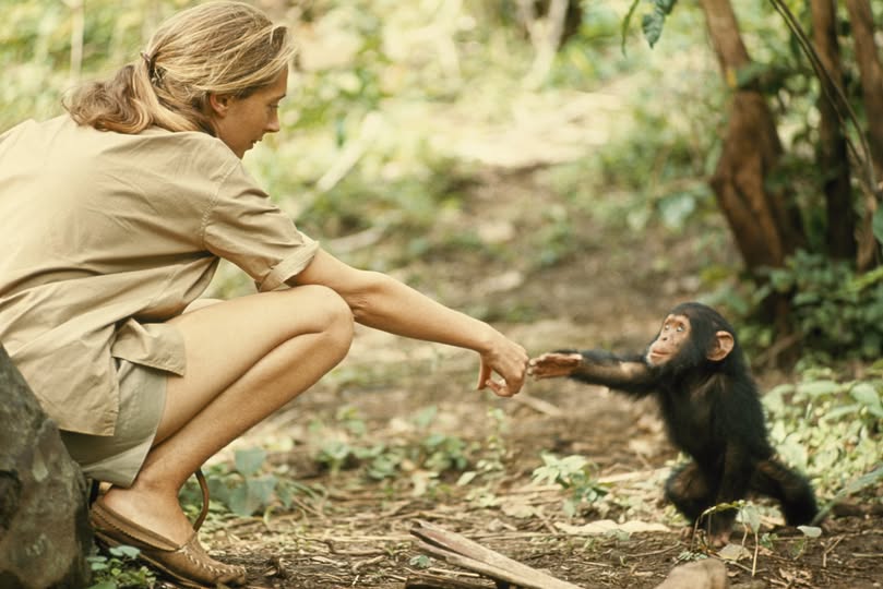 The iconic Jane Goodall image with a baby chimpanzee in Tanzania
