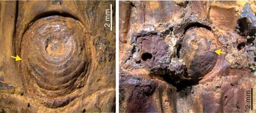 Among the silt-rich deposits of the Chirang River in Manipur’s Imphal Valley, researchers examining fossil plant remains have found an astonishingly intact bamboo stem