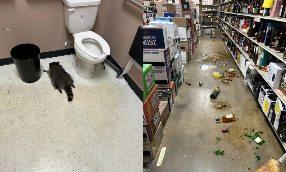 The racoon on the right and the rampage it caused on the left.